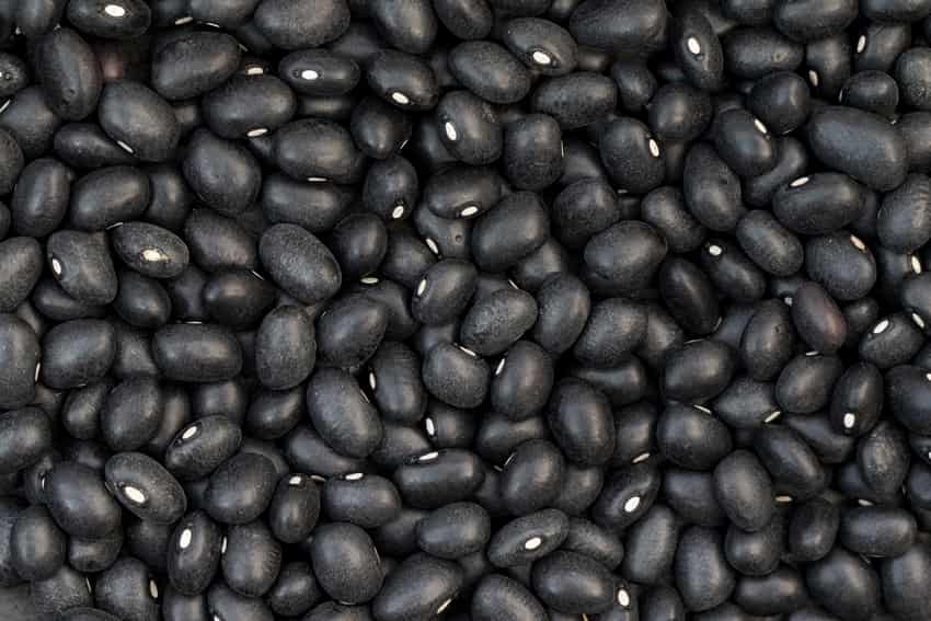 How To Grow Black Beans Indoors