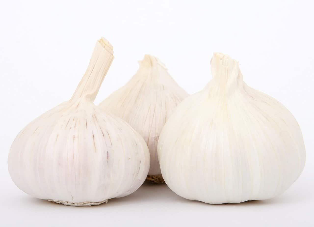 Garlic