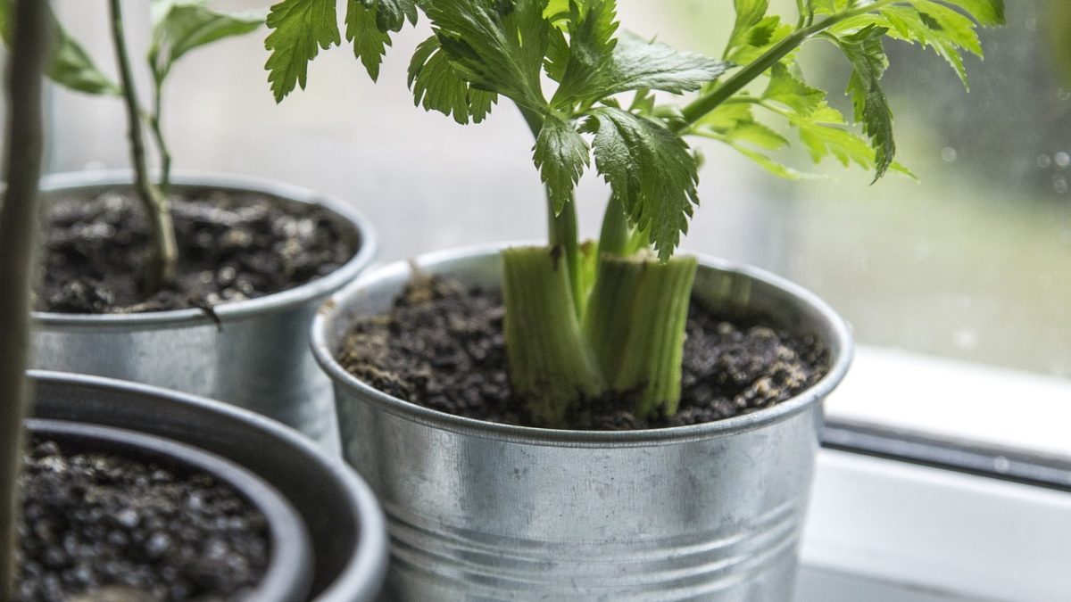5 Essential Tips For Growing an Indoor Garden
