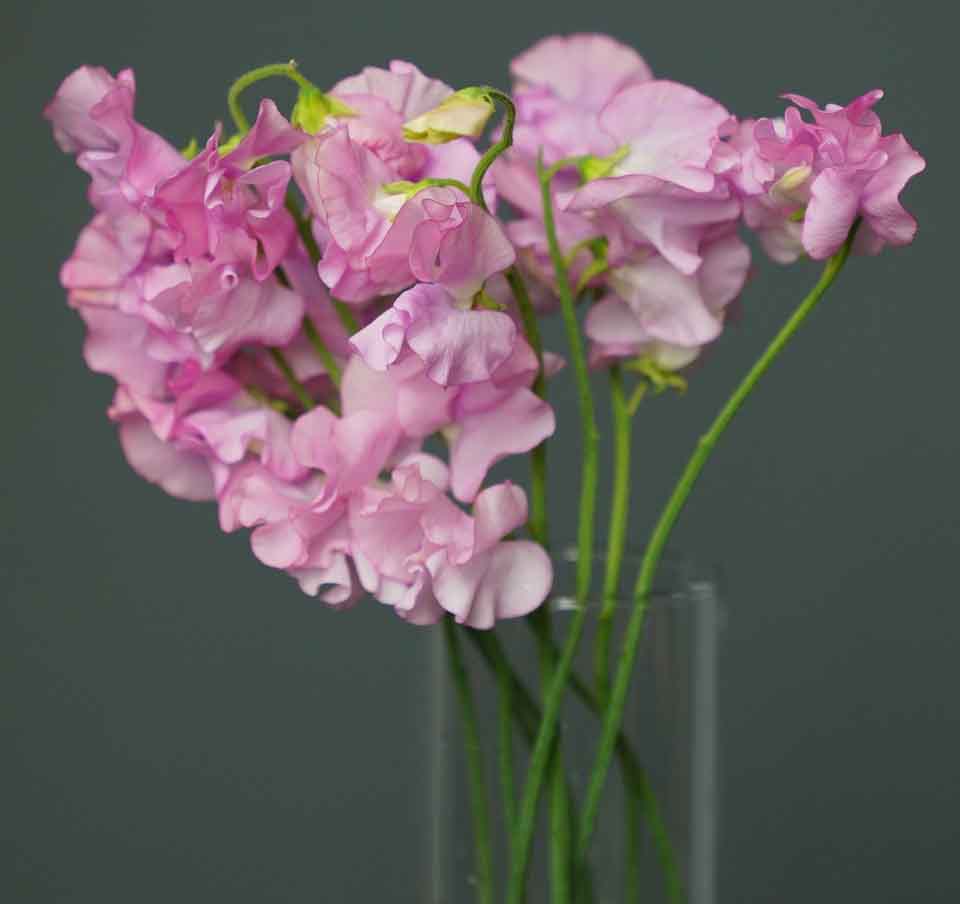 Growing Sweet Peas Indoors