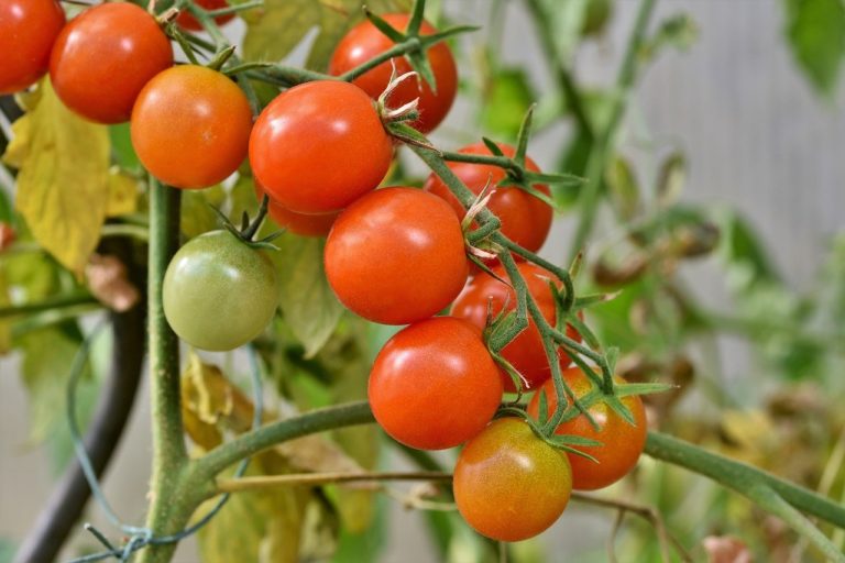 5 Easy Vegtables To Grow For First Time Gardeners