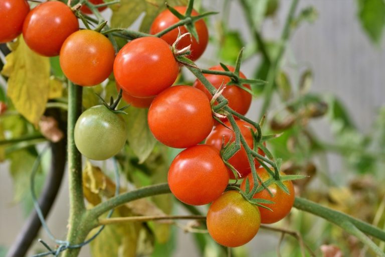 Start Growing Herbs