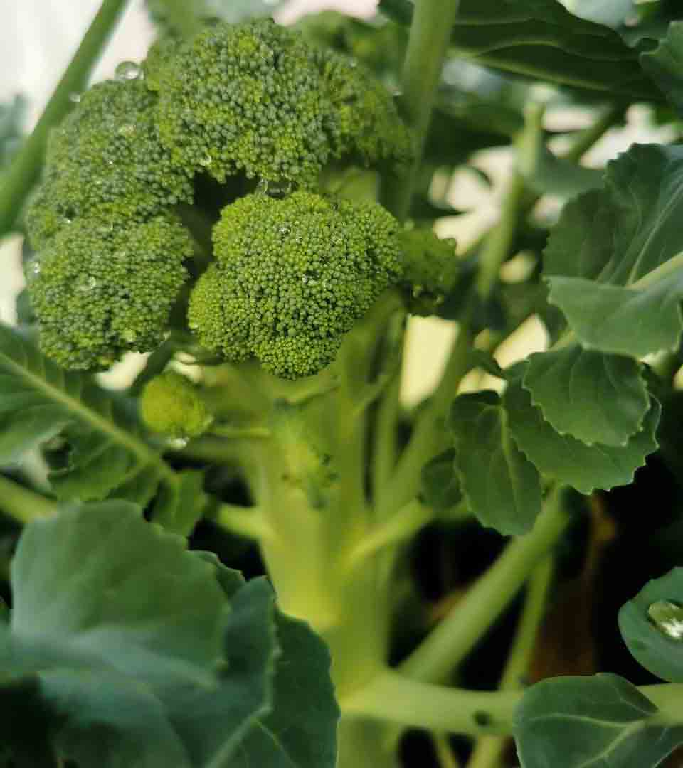 What You Need to Know About How and When to Harvest Broccoli