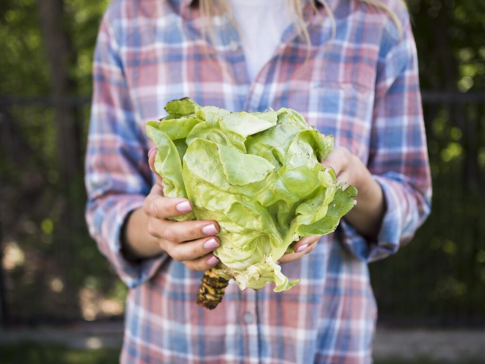 Growing Lettuce in Winter Indoors